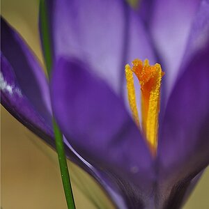 Krokus