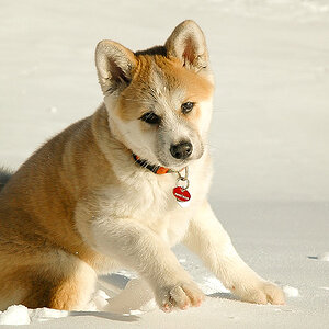 Akita Inu, Maja am Heinzenberg, Schweiz