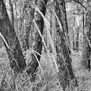 birkenwald