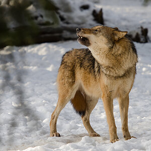 Wolf