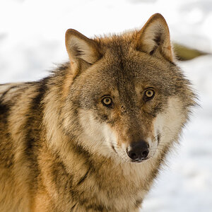 Wolf