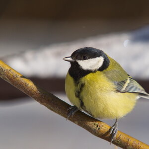 20120211 D7000 Vogelansitz DSC5917 NF