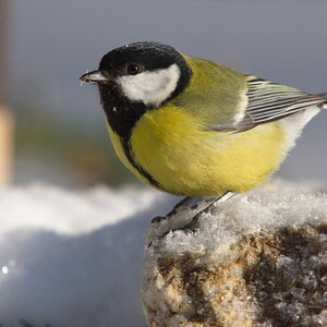 20120211 D7000 Vogelansitz DSC5905 NF