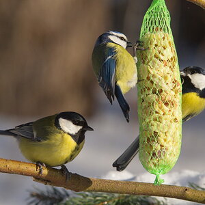 20120211 D7000 Vogelansitz DSC5832 NF