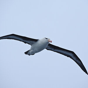 7914, Schwarzbrauenalbatros (Black-browed Albatross/Mollymawk)