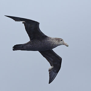 8016, Riesensturmvogel (Southern Giant Petrel)