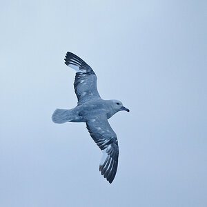 7687, Silbersturmvogel oder Antarktischer Eissturmvogel (Southern Fulmar)