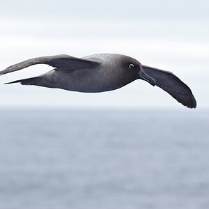 0222, Rußalbatros (Light-mantled Albatross)