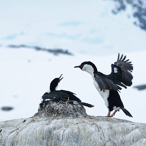 7090, Blue-eyed shag/Imperial shag (Blauaugenscharbe oder Antarktischer Kormoran)
