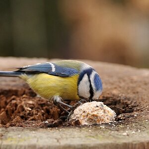 comp Blaumeise 2
