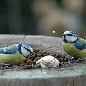 comp Blaumeisen