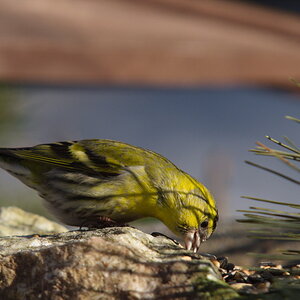20120206 D7000 Vogelansitz DSC5501 NF