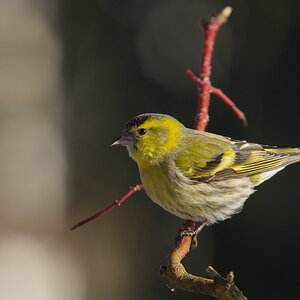 20120206 D7000 Vogelansitz DSC5421 NF