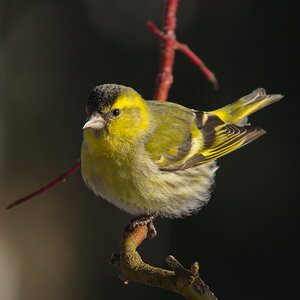 20120206 D7000 Vogelansitz DSC5429 NF