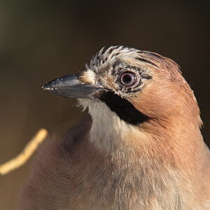 20120211 D7000 Vogelansitz DSC5886 NF