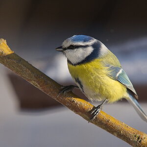 20120211 D7000 Vogelansitz DSC5826 NF