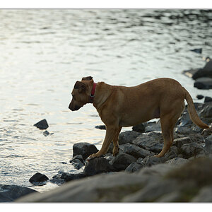 Hund im Gegenlicht 2