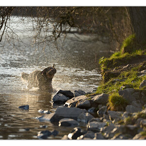 Hund im Gegenlicht spritzt