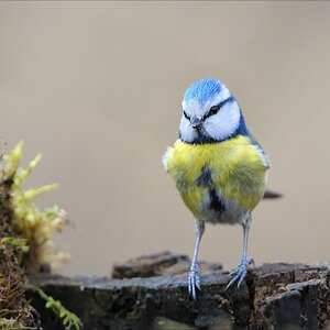 Blaukehlchen