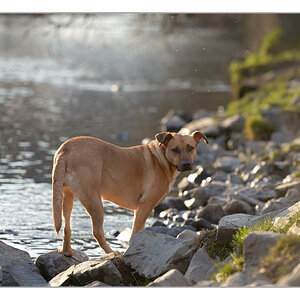 Hund im Gegenlicht