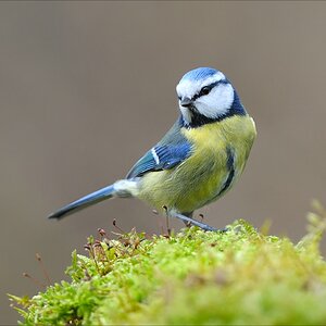 Blaukehlchen