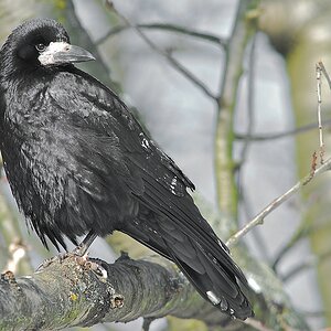 Krähe 5