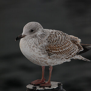 DSC 5007 nff