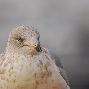 DSC 5084 nff