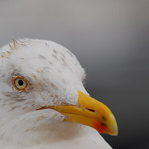 DSC 5157 nff