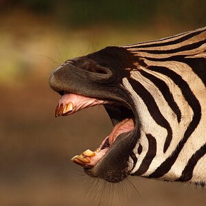 comp ZEBRA