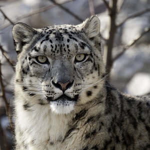 Zoo Karlsruhe 05. Feb12 Schneeleopard mit Sigma 120-300 f2.8 OS HSM + 2x Extender
Gitzo Einbeinstativ durch Glasscheibe fotografiert.