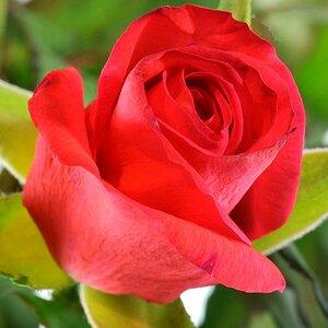 Valentinstag02