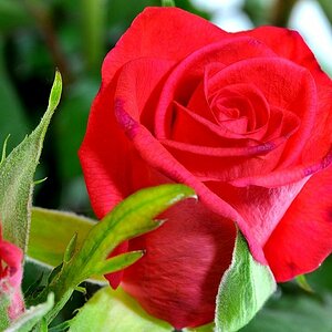 Valentinstag