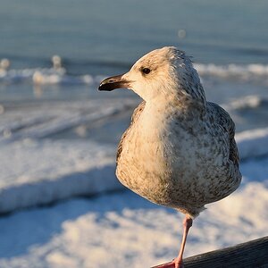 comp DSC 7209