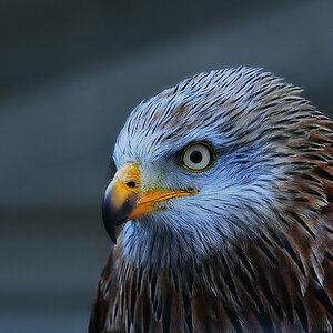 Vogel1