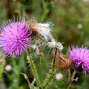 Distel05