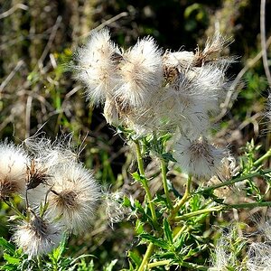 Distel06