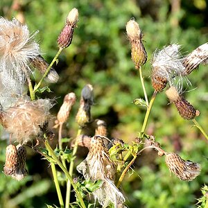 Distel07