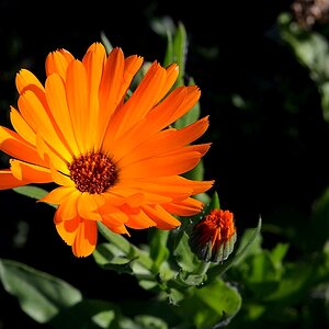 orange01