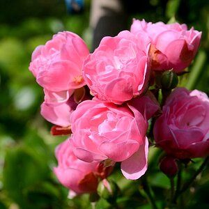 pink02