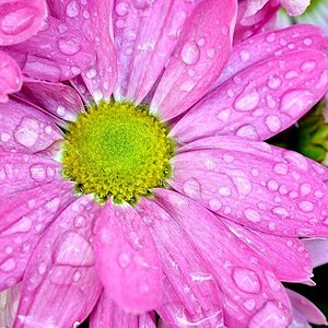 pink05