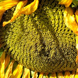yellow03
