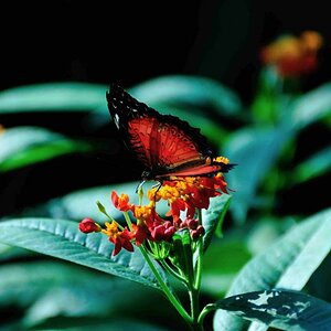 Schmetterling