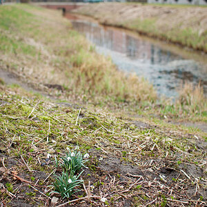 Fruehlingsboten