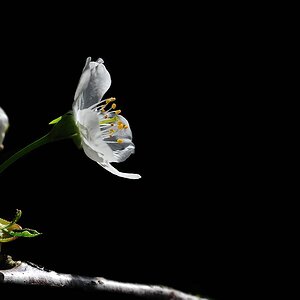 Garten1 Kirschbluete
