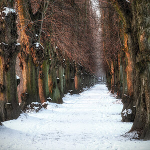 Allee