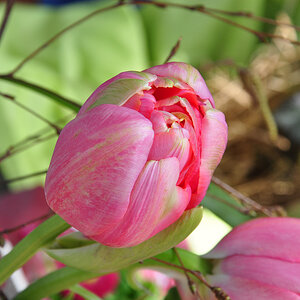 Frühling 1