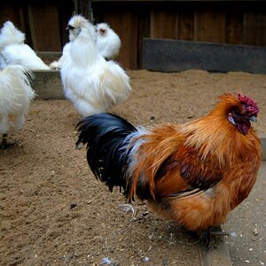 Huhn im Tierpark Alsdorf