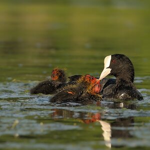 Blesshuhn-Familie