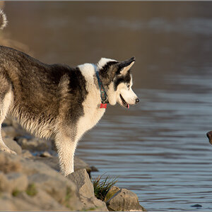 Husky guckt